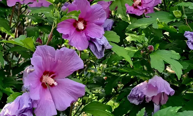 Piękne, fioletowe kwiaty hibiskusa syryjskiego, z pąkami w tle. Wskazówki dotyczące ich uprawy są kluczowe dla uzyskania takiego efektu.