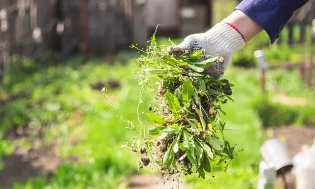 Ręka w rękawicy trzyma garść wykopanego płożącego chwastu z trawnika.