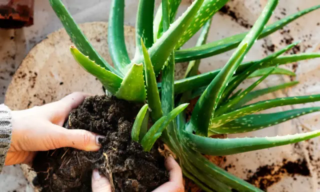 Aloes: jak prawidłowo przycinać? Uniknij błędów, ciesz się żelem