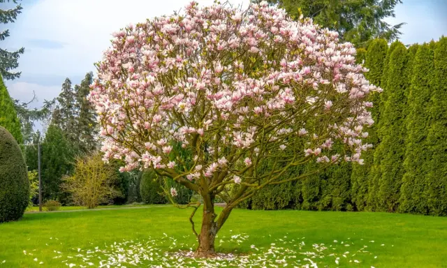 Piękna magnolia z różowymi kwiatami, otoczona zielenią. Wiosna w pełni, a opadłe płatki tworzą dywan na trawniku. To kwitnące drzewa w ogrodzie.