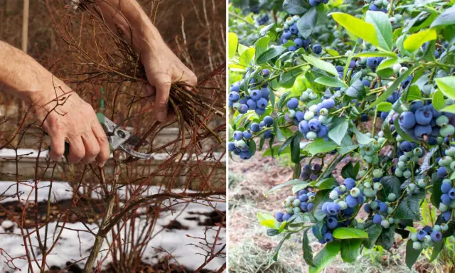 Przycinanie borówki: Kiedy i jak ciąć? Obfite plony krok po kroku