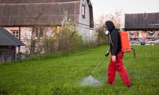 Mężczyzna w masce i czerwonych spodniach opryskuje trawnik, dbając o to, kiedy opryskiwać chwasty na trawniku.