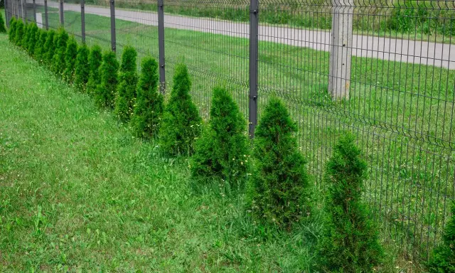 Rząd zielonych, stożkowatych tui szmaragd wzdłuż siatkowego ogrodzenia. Idealny przykład, jak gęsto sadzić tuje szmaragd, by stworzyć żywopłot.