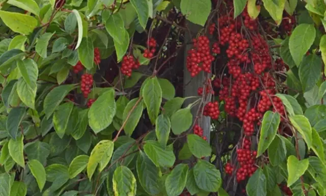 Gęste pnącze z licznymi gronami czerwonych owoców. Cytryniec chiński uprawa w ogrodzie.