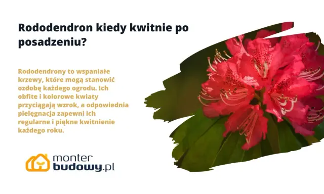 Piękny, różowy rododendron w pełni kwitnienia. Pielęgnacja zapewni mu regularne i piękne kwitnienie każdego roku.