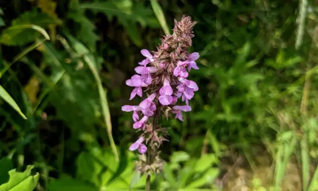 Jak zwalczyć purpurowe chwasty w zbożu? Ekspert radzi!