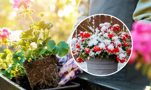 Kiedy sadzić pelargonie? Wiosną, gdy minie ryzyko przymrozków. Unikaj zimowych niespodzianek, jak na zdjęciu z czerwoną pelargonią w śniegu.