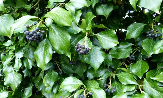 Gęste, błyszczące liście bluszczu z kiściami ciemnych, okrągłych owoców. To naturalny hedera kwiat.