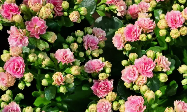 Przycinanie kalanchoe: Jak pobudzić je do ponownego kwitnienia?