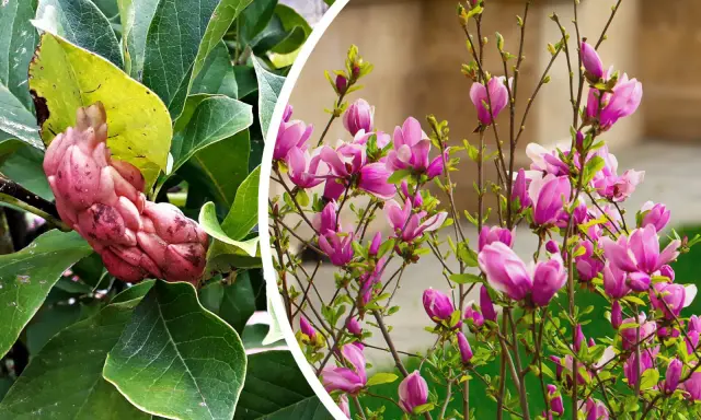 Owoc magnolii, różowy i pękaty, wśród zielonych liści, obok kwitnącej magnolii z fioletowymi kwiatami.