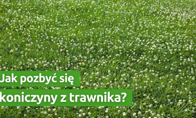 Czerwona koniczyna w trawniku: intruz czy sojusznik? Zwalczanie i prewencja