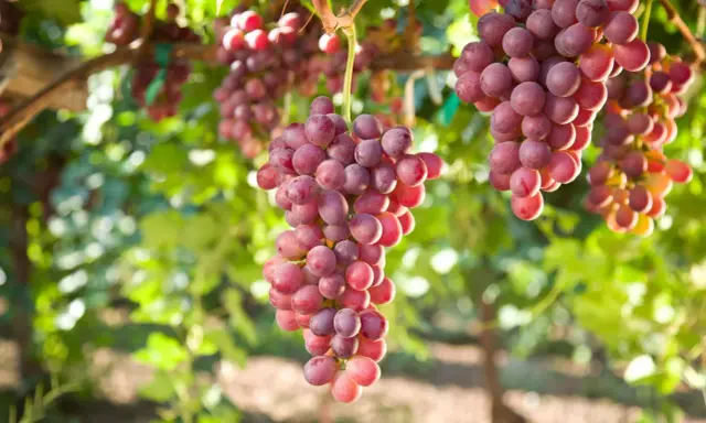 Jak przycinać winogrona? Obfite plony i zdrowe krzewy krok po kroku.