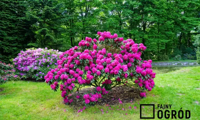 Rododendrony: Ile kwitną? Triki na obfite i długie kwiaty