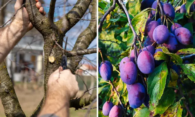 Przycinanie śliwy węgierki: Kiedy i jak? Zdrowe drzewo, obfite plony