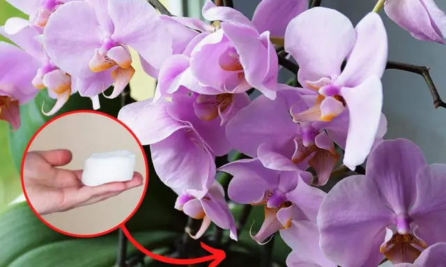 Jak długo kwitnie storczyk? Sekrety obfitego kwitnienia Phalaenopsis