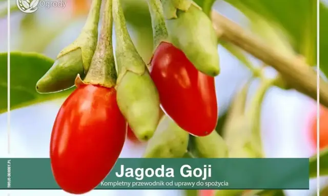 Goji: Jak i kiedy przycinać? Zapewnij sobie rekordowe zbiory!