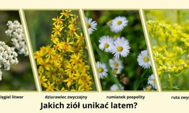Rumianek czy chwast? Rozpoznaj prawdziwe zioło i uniknij pomyłki.