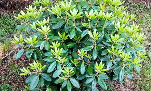 Gęsty rododendron nie kwitnie, jego liście są soczyście zielone, a młode przyrosty jasnozielone.