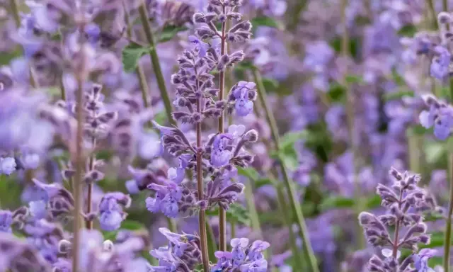 Kocimiętka kwitnie latem, obsypana fioletowymi kwiatami. Jej zapach wabi koty.