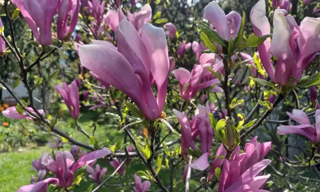 Ile kwitnie magnolia? Sekrety obfitych kwiatów!