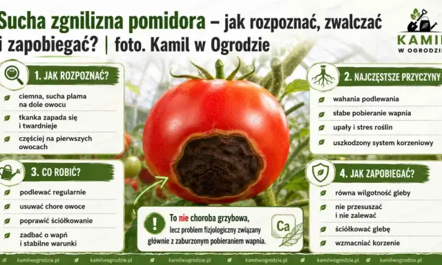 Pomidor z suchą zgnilizną u podstawy. Objawy, przyczyny i sposoby zapobiegania tej fizjologicznej chorobie.
