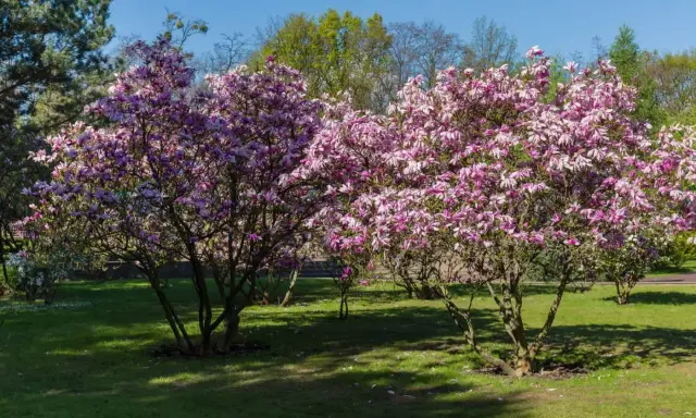 Dwie kwitnące magnolie w pełnym rozkwicie, z różowymi kwiatami. Wiosna pokazuje, jak szybko rośnie magnolia, tworząc piękny widok.