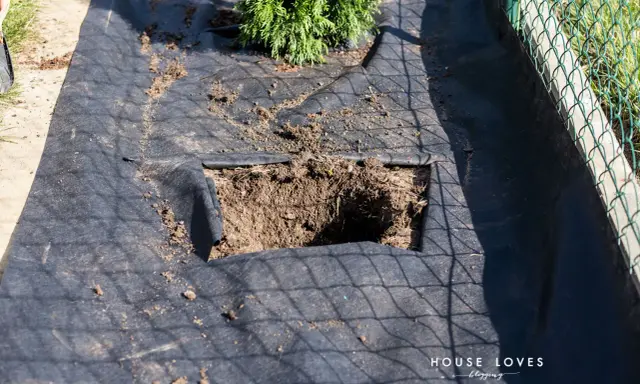 Przygotowana ziemia pod tuje. Czarna agrowłóknina z wyciętym kwadratem na sadzonkę.