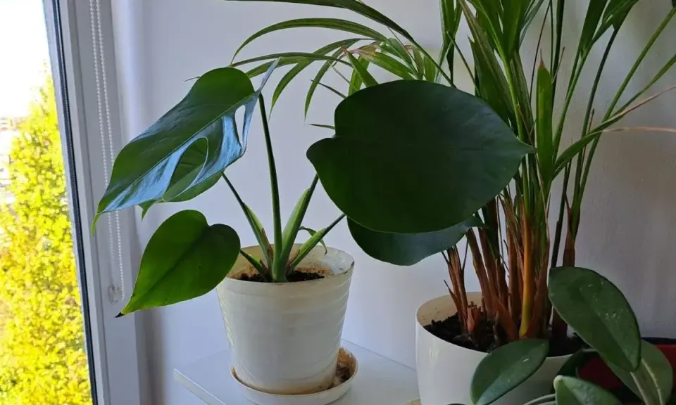 Kwitnąca monstera: Rzadki cud czy realny cel w domu?