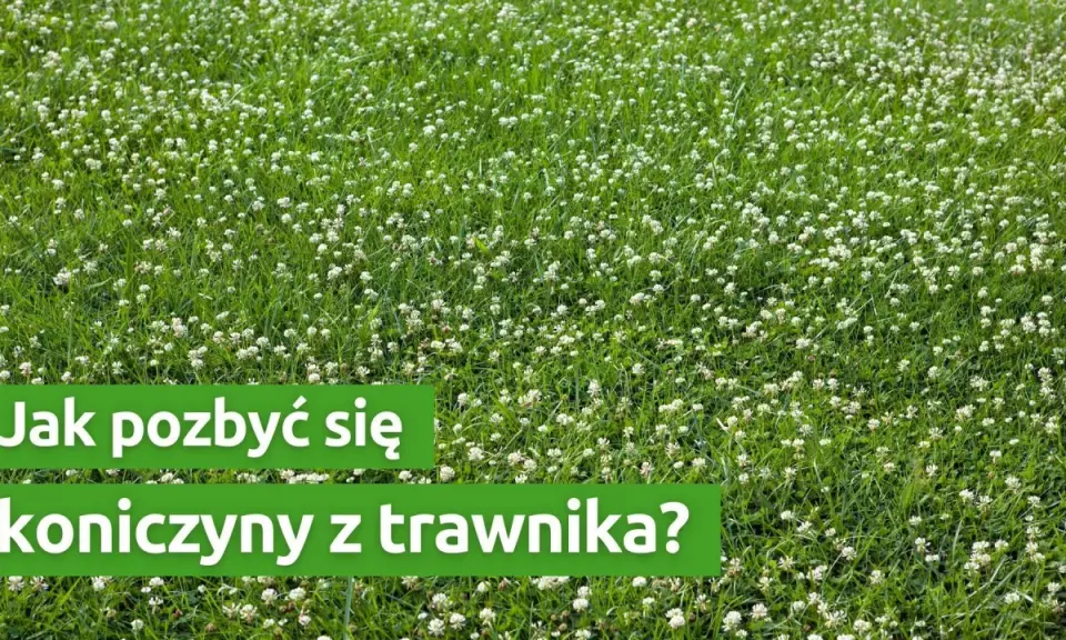 Czerwona koniczyna w trawniku: intruz czy sojusznik? Zwalczanie i prewencja