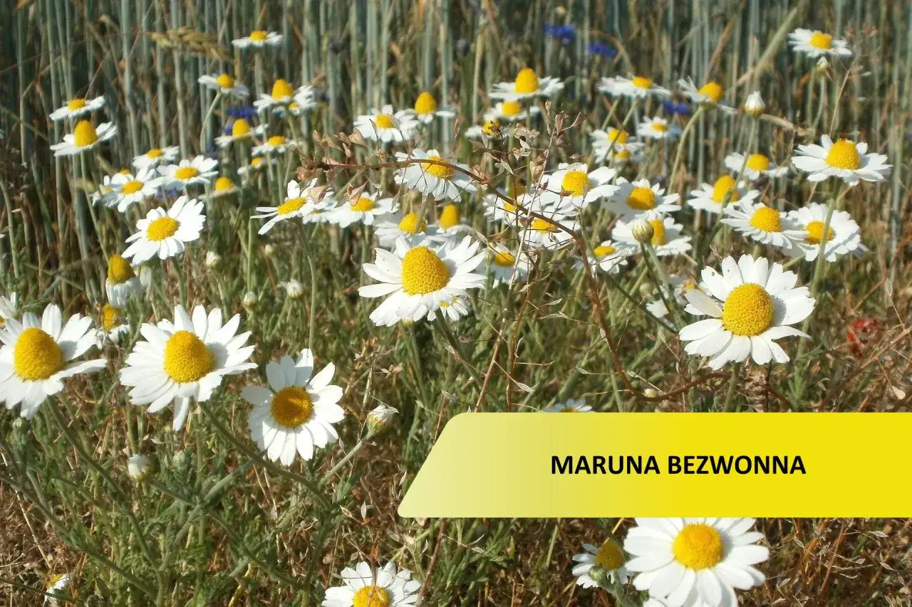 maruna bezwonna rumian psi rumian polny porównanie