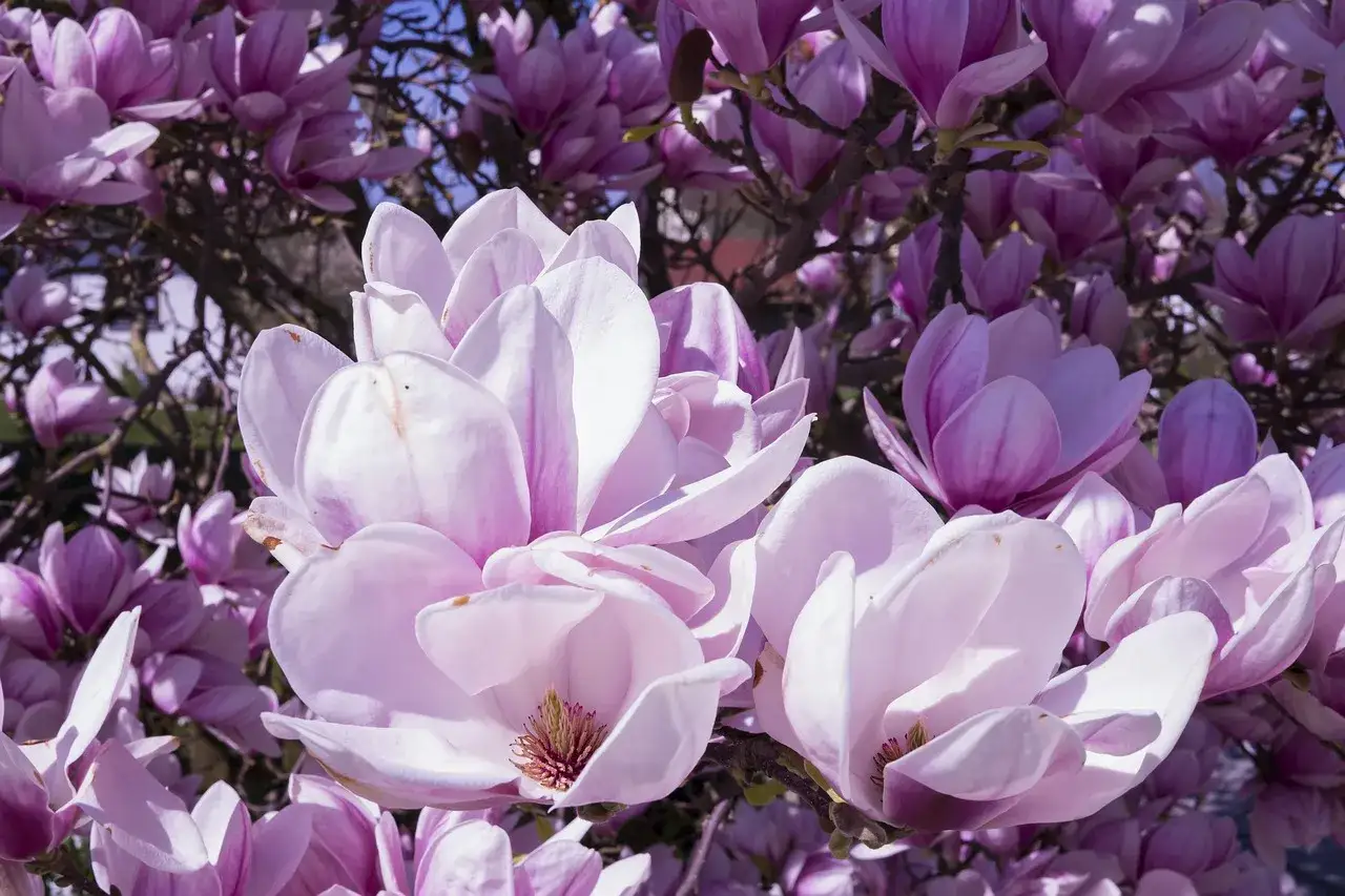 kalendarz kwitnienia magnolii w ogrodzie