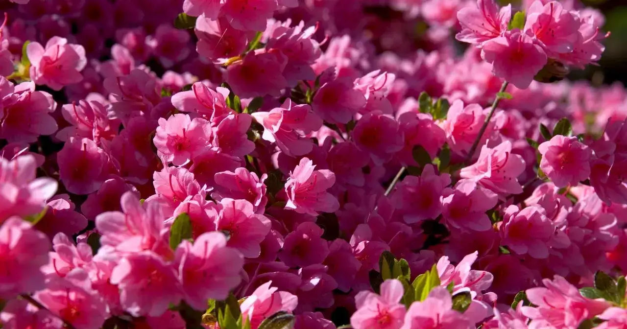 Mnóstwo różowych kwiatów rododendronu, które kwitną wiosną, tworzy gęsty, kwitnący dywan.
