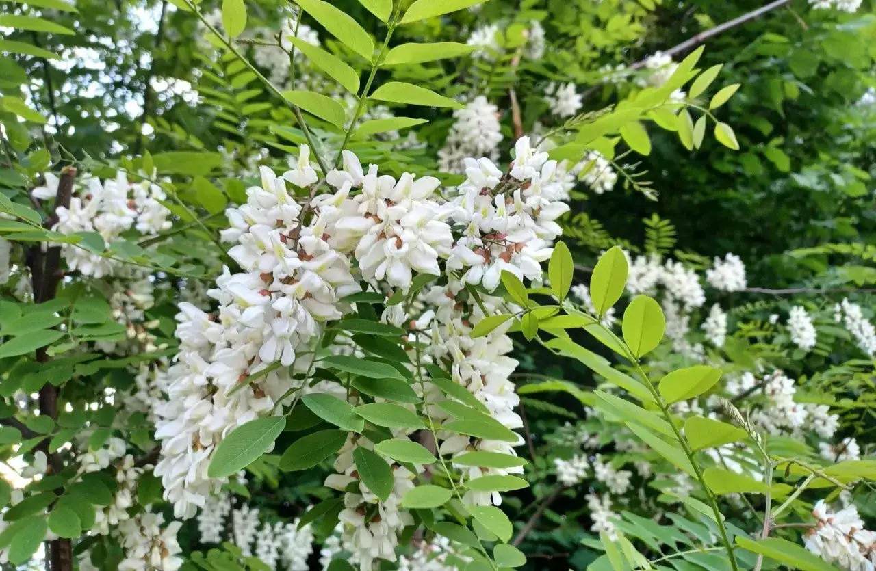 kwitnąca robinia akacjowa