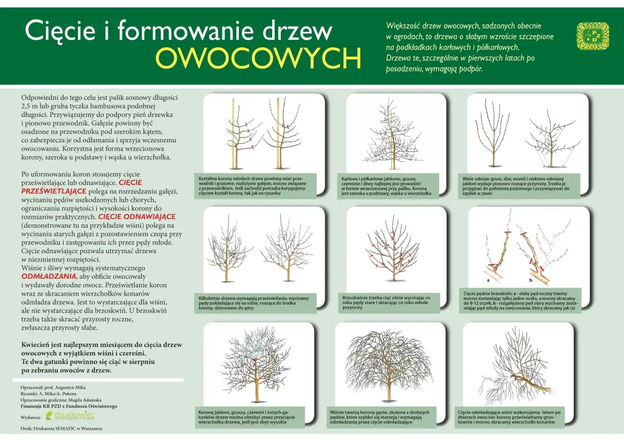 schemat formowania korony młodej jabłoni rok po roku