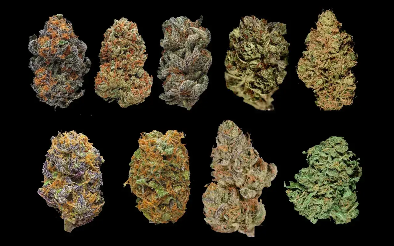 różne odmiany marihuany indica sativa automatyczne