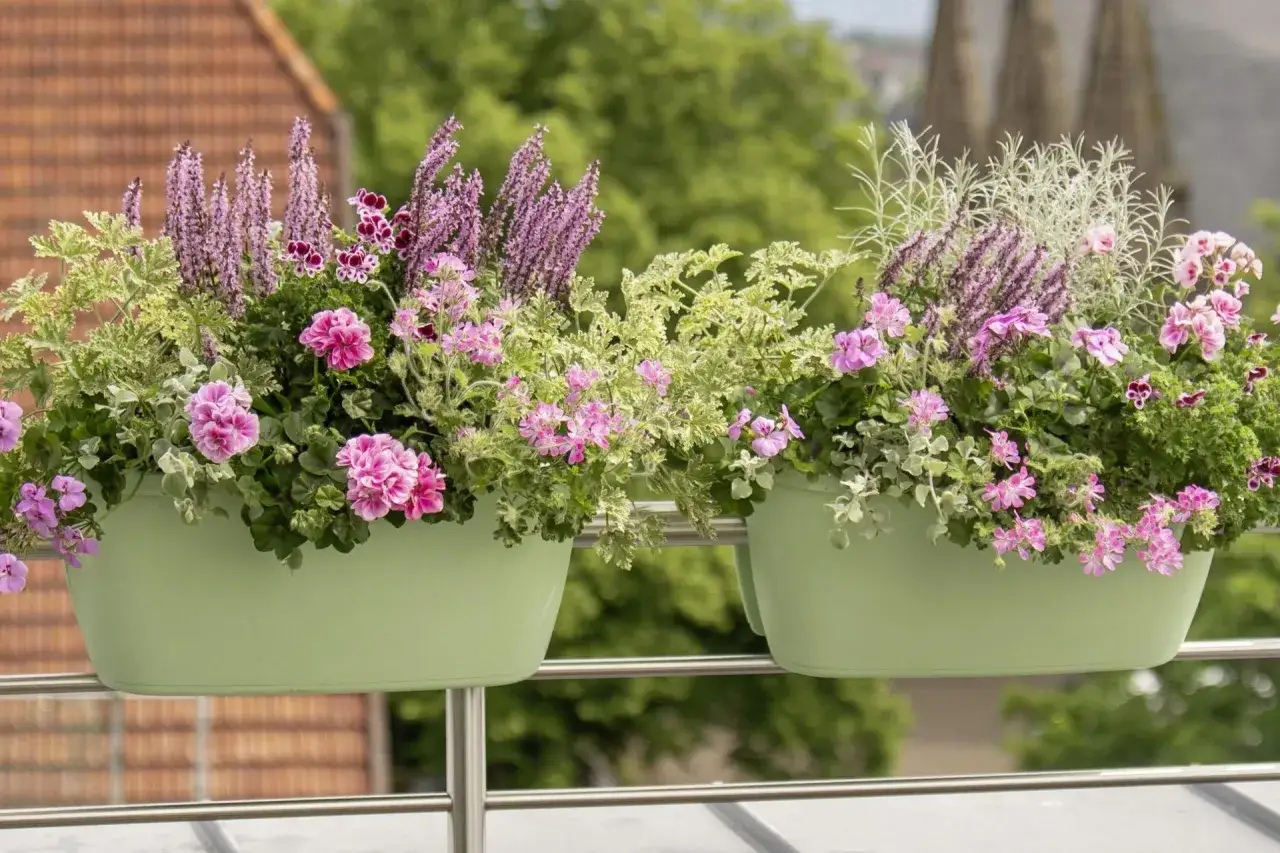 Dwie zielone skrzynki balkonowe pełne różowych pelargonii i fioletowych kwiatów. Idealny czas, kiedy sadzić pelargonie, to wiosna.