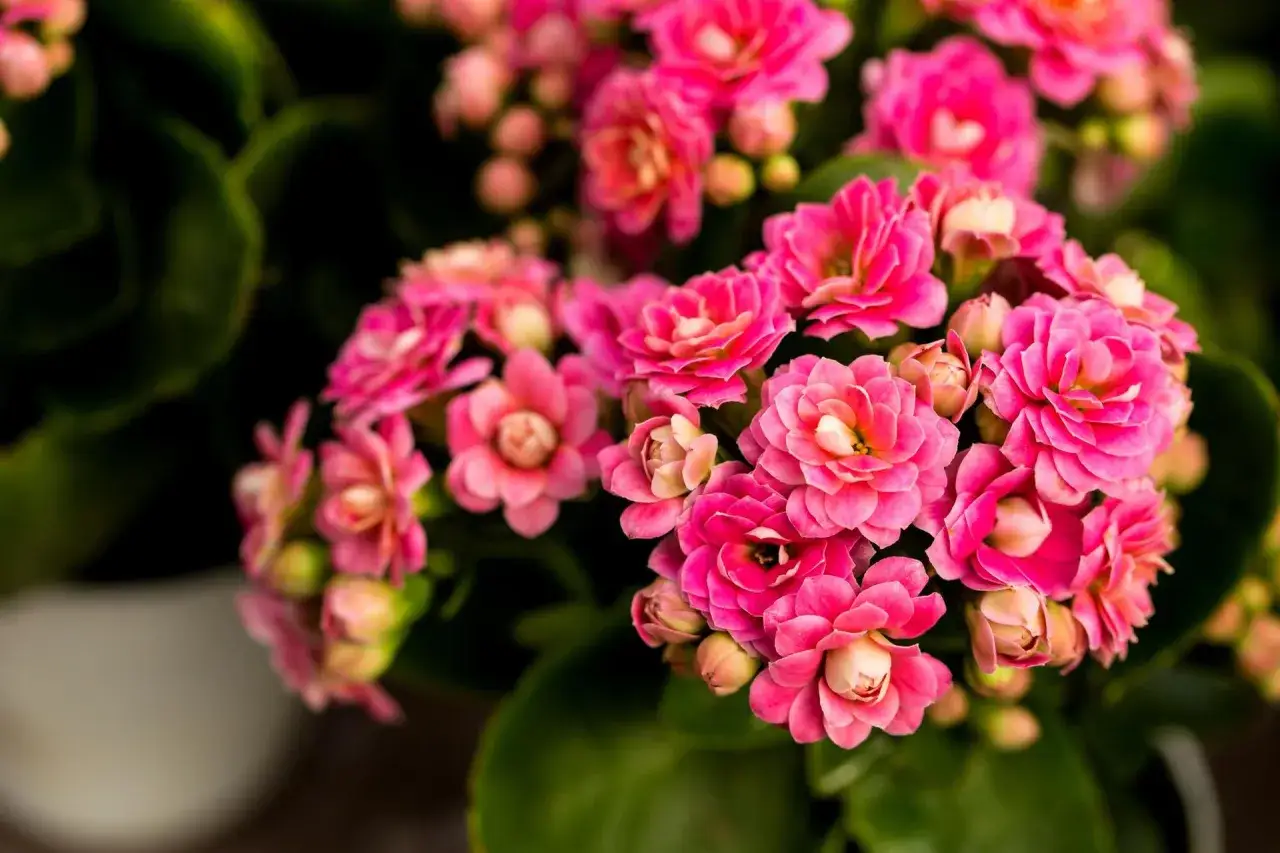 kalanchoe po kwitnieniu