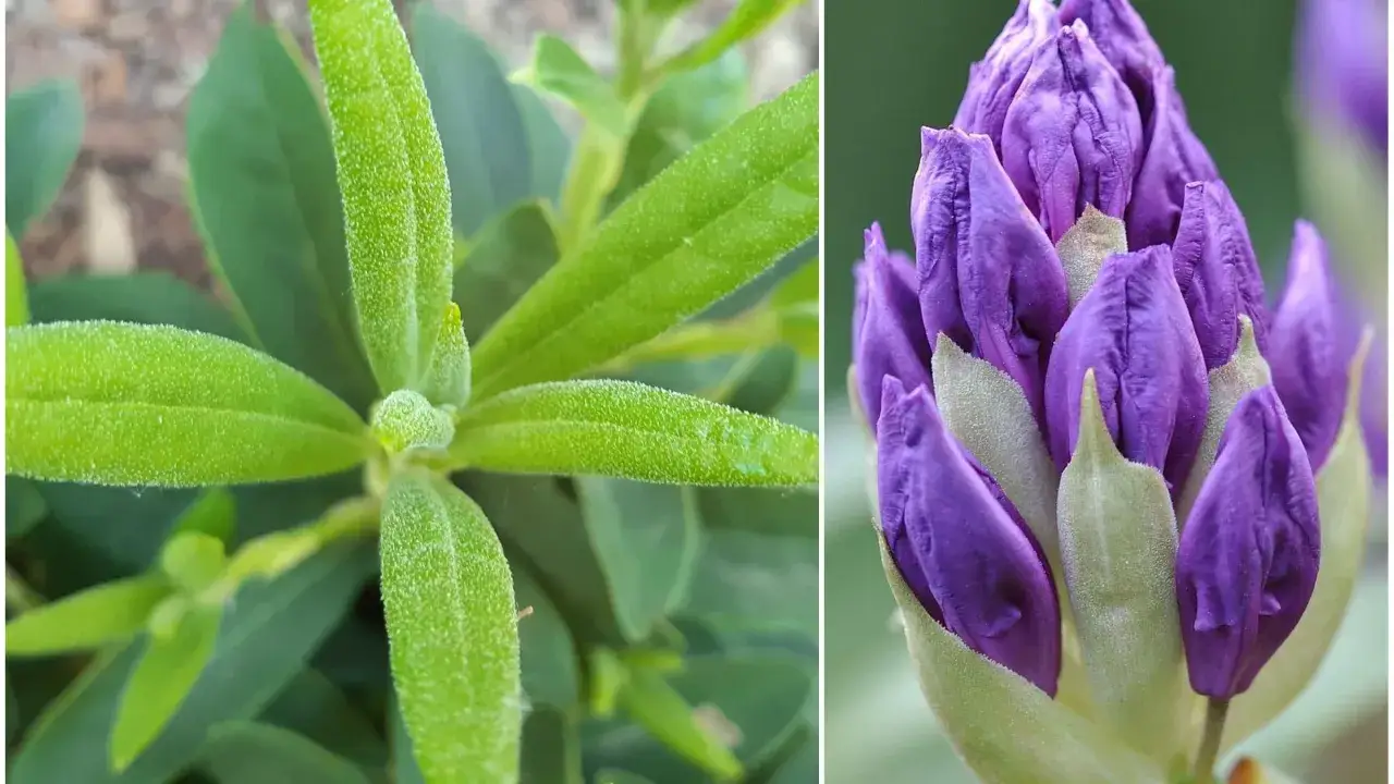 Zielony rododendron nie kwitnie, ale jego pąki zapowiadają fioletowe kwiaty.