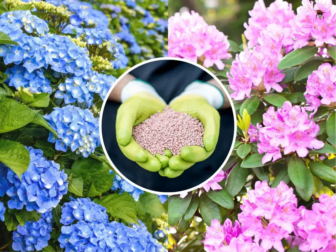 kalendarz kwitnienia rododendronów