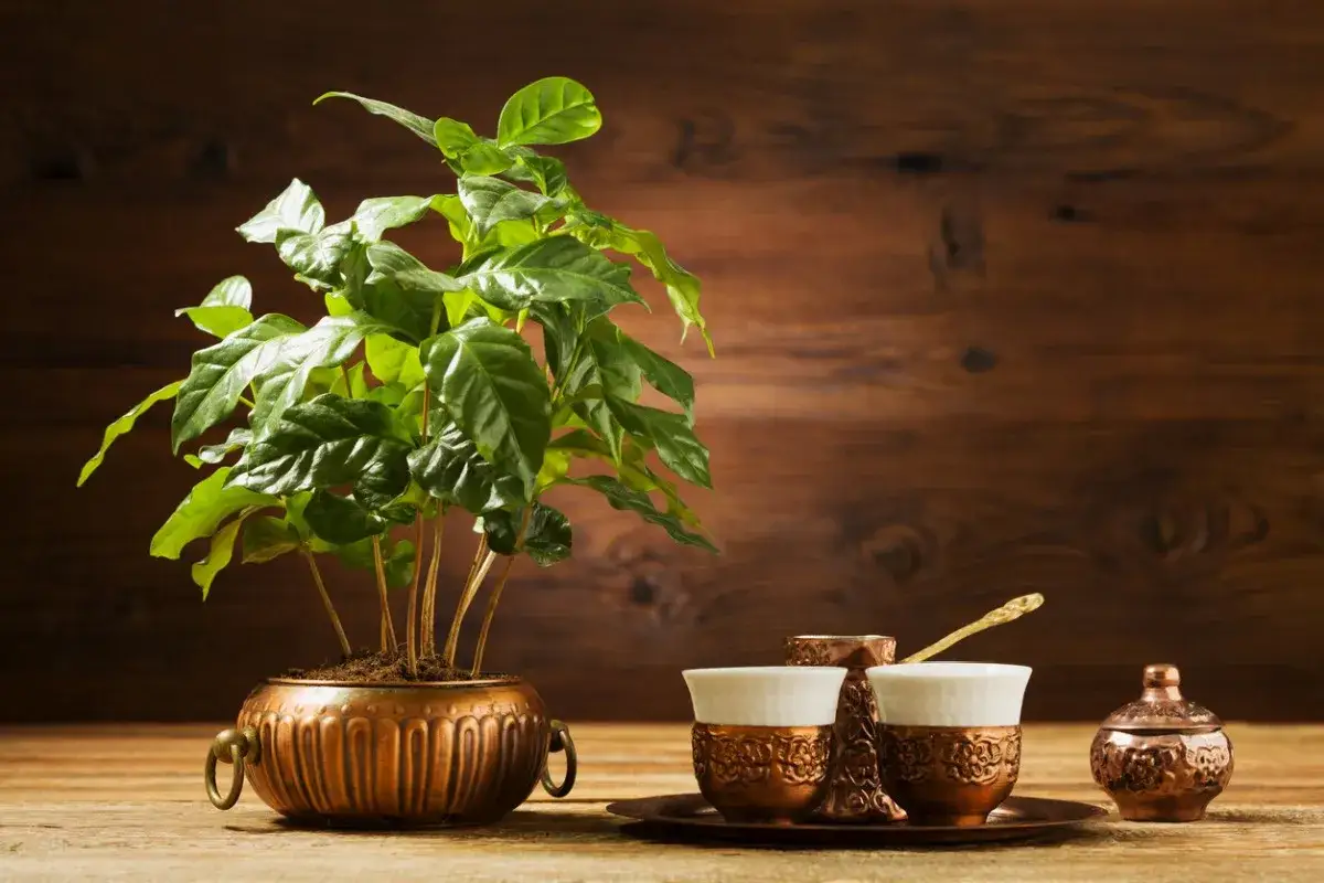 kwiaty kawy arabica w doniczce