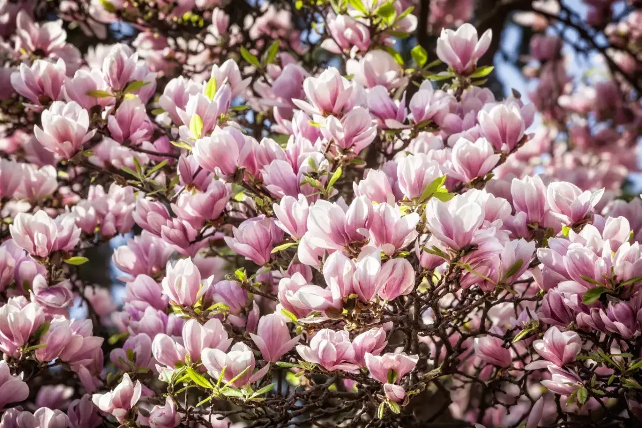 pielęgnacja magnolii ściółkowanie nawożenie
