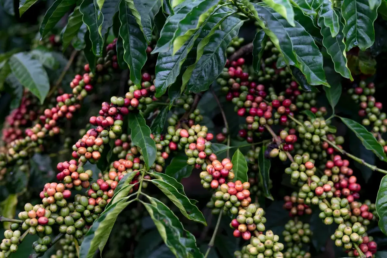owoce kawy arabica na roślinie domowej