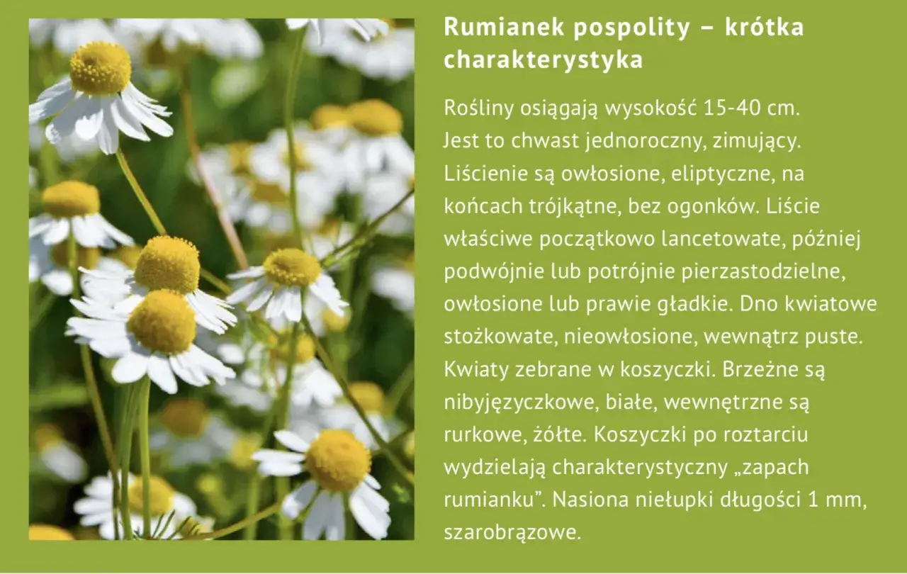 rumianek pospolity cechy identyfikacyjne