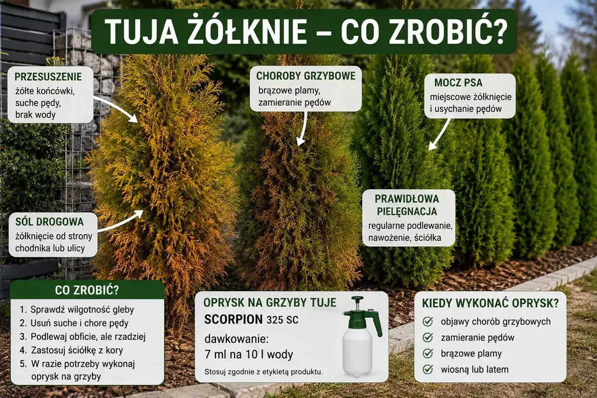 Brązowienie tui: przyczyny (przesuszenie, sól, choroby grzybowe, mocz psa) i sposoby ratowania. Porady dotyczące pielęgnacji i oprysków.