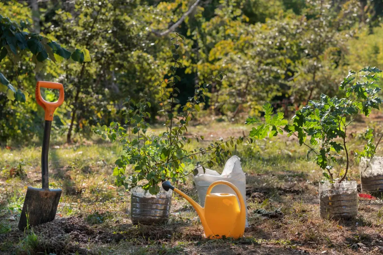 Sadzenie drzewek owocowych do małego ogrodu: łopata, konewka i młode drzewka w doniczkach z recyklingu.