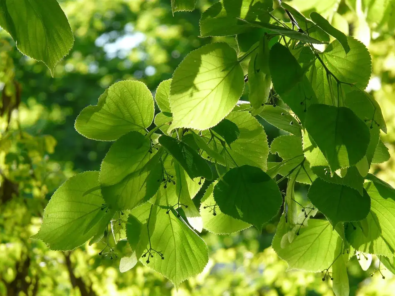 Zielone liście drzew miododajnych, przez które przebija słońce. W tle rozmyty, jasny las.