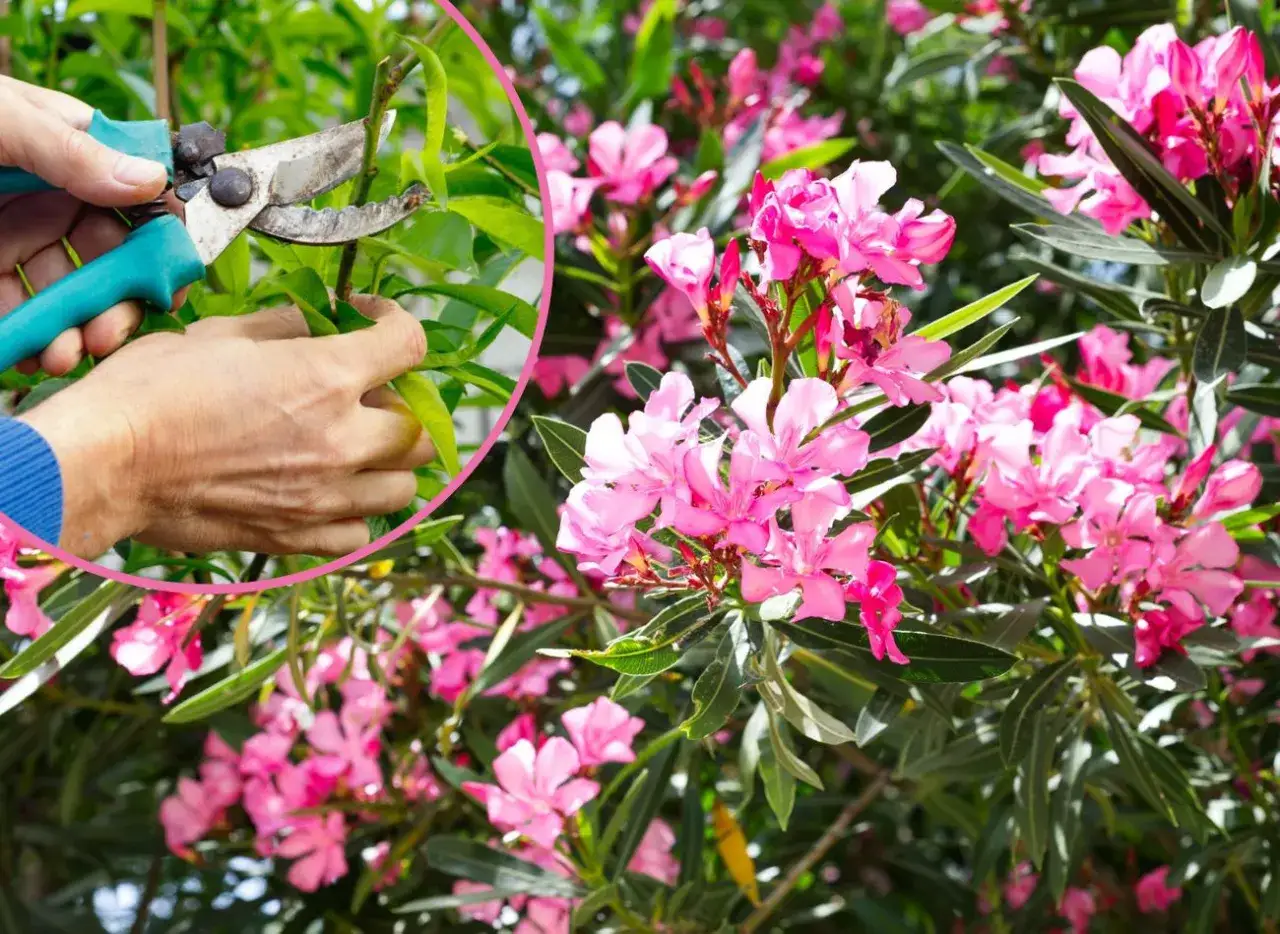 oleander przed i po cięciu odmładzającym