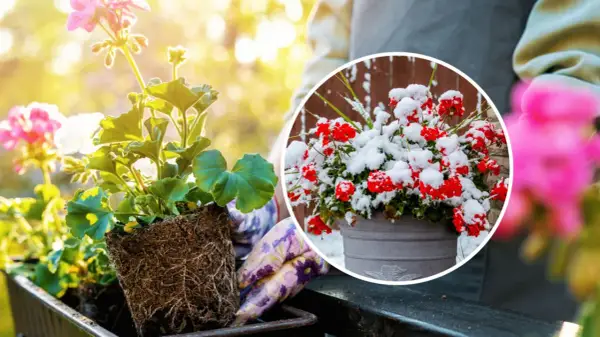 Kiedy sadzić pelargonie? Wiosną, gdy minie ryzyko przymrozków. Unikaj zimowych niespodzianek, jak na zdjęciu z czerwoną pelargonią w śniegu.