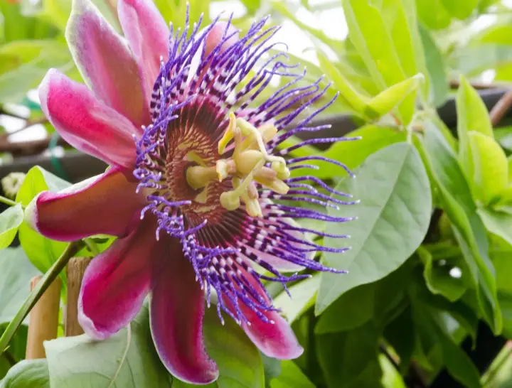 Egzotyczne kwiaty doniczkowe kwitnące, w tym piękna passiflora o purpurowych i różowych płatkach, otoczona zielonymi liśćmi.